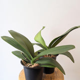 Phalaenopsis Orchid Plants (not blooming) - 4" pot