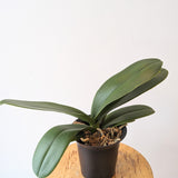 Phalaenopsis Orchid Plants (not blooming) - 4" pot
