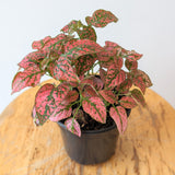 Polka Dot Plant (Hypoestes phyllostachya)