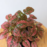 Polka Dot Plant (Hypoestes phyllostachya)