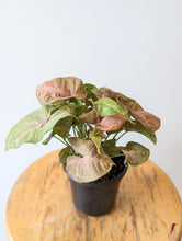 Load image into Gallery viewer, Nephthytis &#39;Neon Robusta&#39; (Syngonium podophyllum) - 4&quot; pot