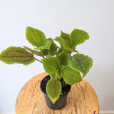 Pilea 'Moon Valley' (Pilea mollis)