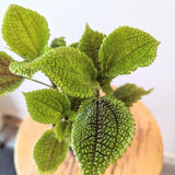 Pilea 'Moon Valley' (Pilea mollis)