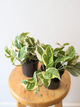 Load image into Gallery viewer, Pothos &#39;Pearls and Jade&#39; Plant (Epipremnum aureum ‘Pearls and Jade’) - 4&quot; pot