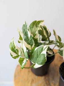 Pothos 'Pearls and Jade' Plant (Epipremnum aureum ‘Pearls and Jade’) - 4" pot