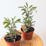 False Aralia Plant (Dizygotheca elegantissima) - 4" pot