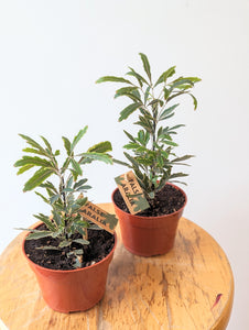 False Aralia Plant (Dizygotheca elegantissima) - 4" pot