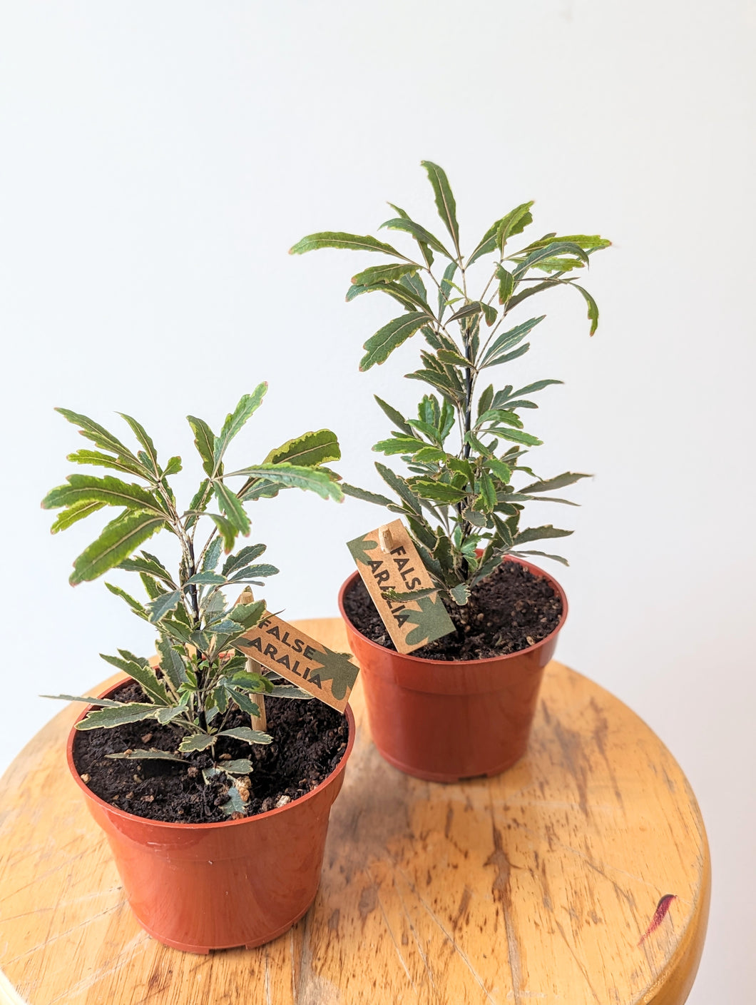 False Aralia Plant (Dizygotheca elegantissima) - 4