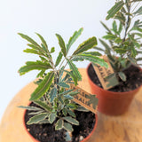 False Aralia Plant (Dizygotheca elegantissima) - 4" pot