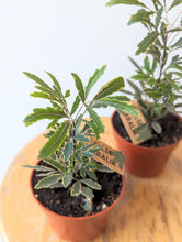 Load image into Gallery viewer, False Aralia Plant (Dizygotheca elegantissima) - 4&quot; pot