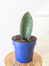 Load image into Gallery viewer, Whale Fin Snake Plant (Sansevieria Masoniana) - 6&quot; pot