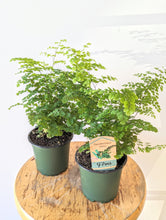 Load image into Gallery viewer, Maidenhair Fern (Adiantum) - 4&quot; pot