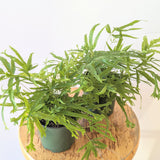 Pteris Fern - 4" pot