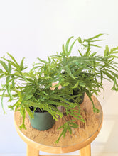 Load image into Gallery viewer, Pteris Fern - 4&quot; pot