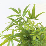 Pteris Fern - 4" pot