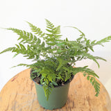 Korean Rock Fern (Polystichum tsus-simense)