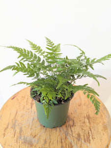 Korean Rock Fern (Polystichum tsus-simense) - 4" pot