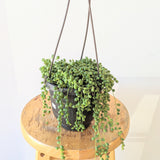 String of Pearls Plant (Curio rowleyanus)