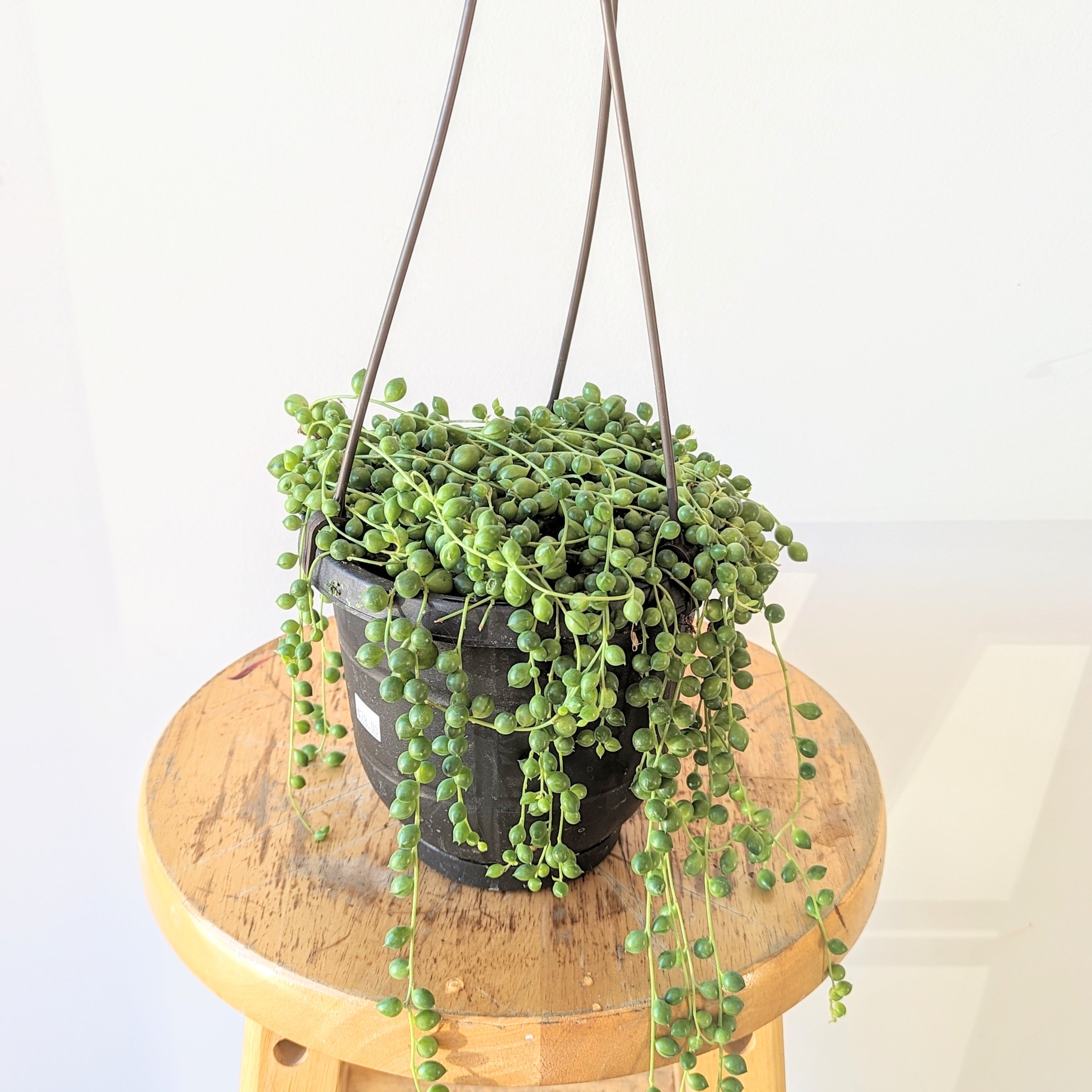 String of Pearls Plant (Curio rowleyanus)