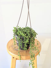 Load image into Gallery viewer, String of Pearls Plant (Curio rowleyanus) - 6&quot; Hanging Basket