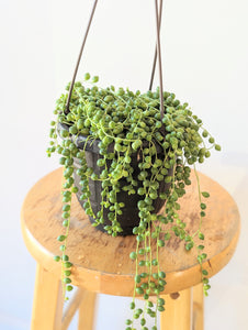 String of Pearls Plant (Curio rowleyanus) - 6" Hanging Basket
