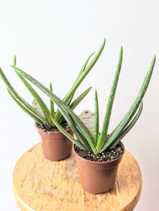 Aloe Vera Plant - 4" pot