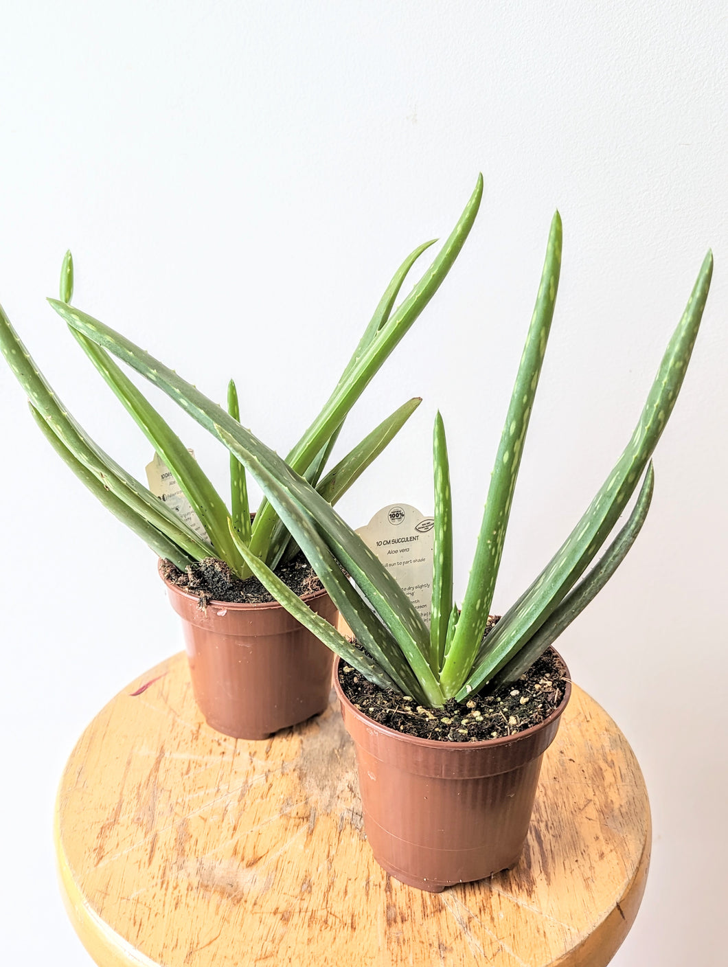 Aloe Vera Plant - 4