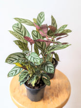 Load image into Gallery viewer, Calathea Concinna &#39;Freddie&#39; - 4&quot; pot