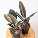 Burgundy Rubber Tree (Ficus Elastica 'Burgundy') - 4" pot