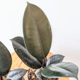 Burgundy Rubber Tree (Ficus Elastica 'Burgundy') - 4" pot