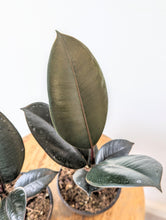 Load image into Gallery viewer, Burgundy Rubber Tree (Ficus Elastica &#39;Burgundy&#39;) - 4&quot; pot