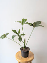 Load image into Gallery viewer, Thaumatophyllum spruceanum (Formerly Philodendron Goeldii) - 6&quot; pot