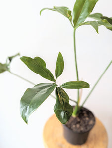 Thaumatophyllum spruceanum (Formerly Philodendron Goeldii) - 6" pot