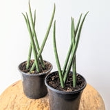 Pencil Snake Plant (Sansevieria cylindrica) - 4" pot