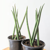 Pencil Snake Plant (Sansevieria cylindrica) - 4" pot