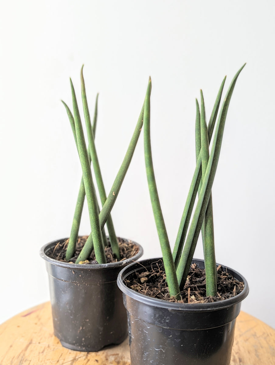 Pencil Snake Plant (Sansevieria cylindrica) - 4