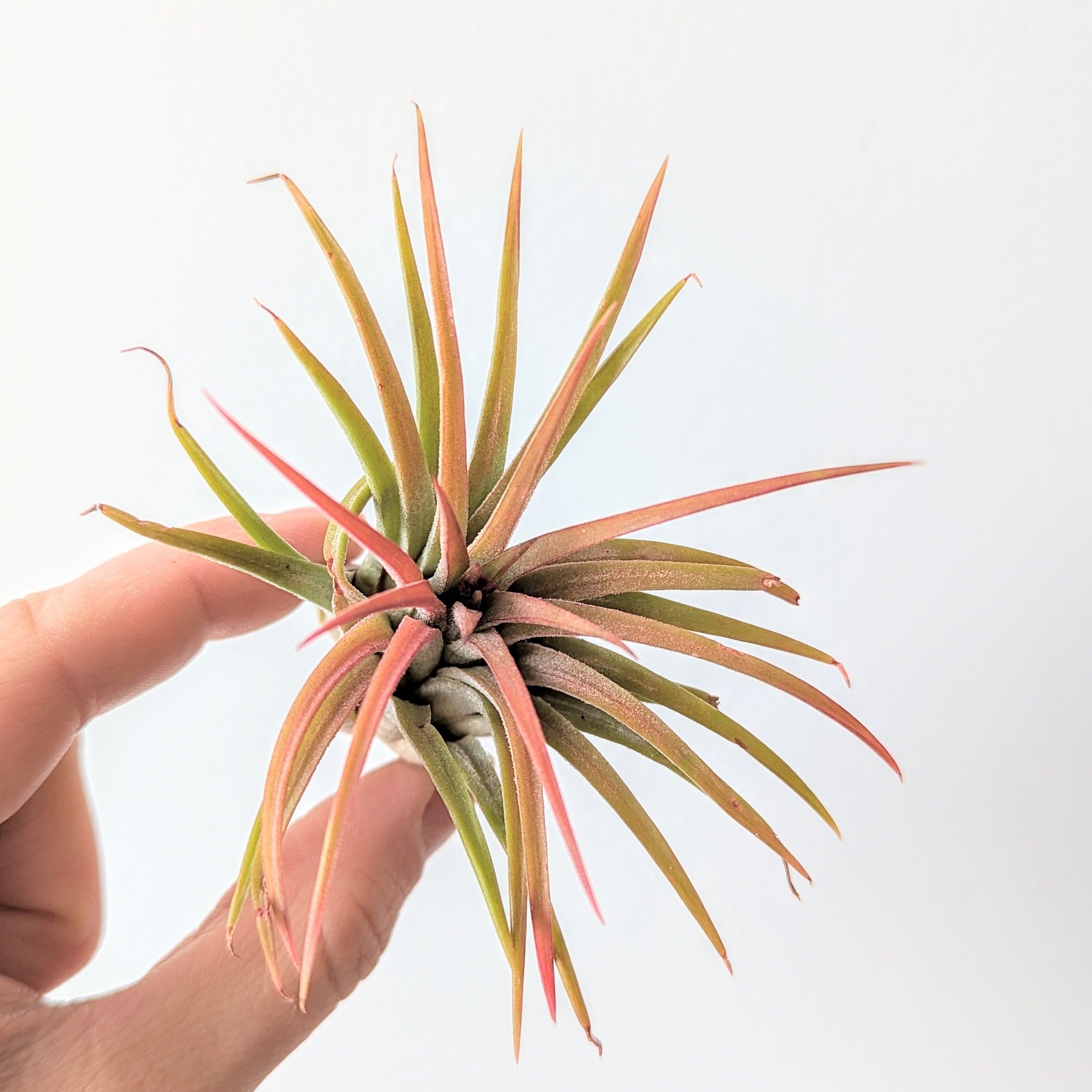 Tillandsia Ionantha Rubra (Air Plants)