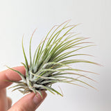 Tillandsia Ionantha (Air Plants)