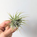 Tillandsia Ionantha (Air Plants)