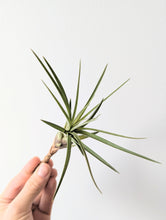 Load image into Gallery viewer, Tillandsia Fasciculata Tricolour (Air Plants)