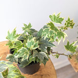 English Ivy Variegated (Hedera Helix Variegata)' - 4" pot