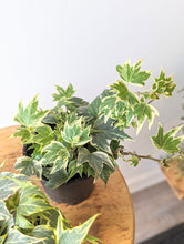 Load image into Gallery viewer, English Ivy Variegated (Hedera Helix Variegata)&#39; - 4&quot; pot