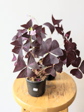 Load image into Gallery viewer, Purple Shamrock (Oxalis triangularis subsp. Papilionacea) - 4&quot; pot