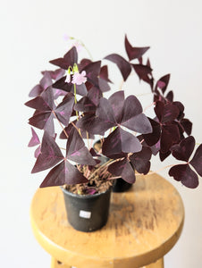 Purple Shamrock (Oxalis triangularis subsp. Papilionacea) - 4" pot