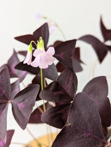 Purple Shamrock (Oxalis triangularis subsp. Papilionacea) - 4" pot