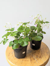 Load image into Gallery viewer, Green Shamrock (Oxalis Triangularis) - 4&quot; pot
