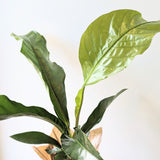 Anthurium 'Jungle Bush' (Anthurium crassinervium var. crassinervium) - 6" pot