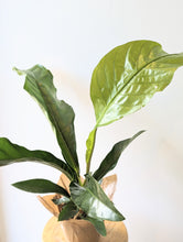 Load image into Gallery viewer, Anthurium &#39;Jungle Bush&#39; (Anthurium crassinervium var. crassinervium) - 6&quot; pot