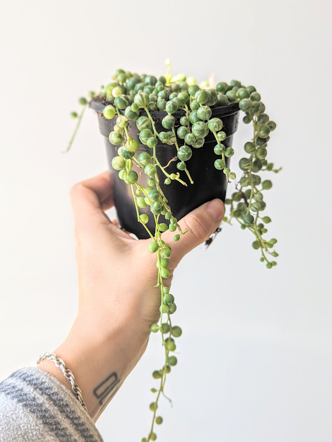 String of Pearls Plant, Variegated (Curio rowleyanus Variegata) - 4