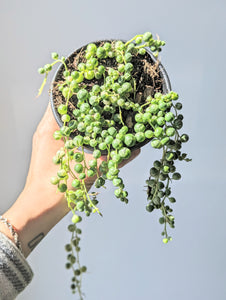 String of Pearls Plant, Variegated (Curio rowleyanus Variegata) - 4" pot